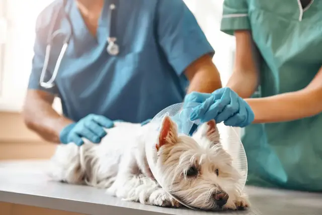Dos veterinarios con guantes atendiendo a un perro blanco con collar isabelino